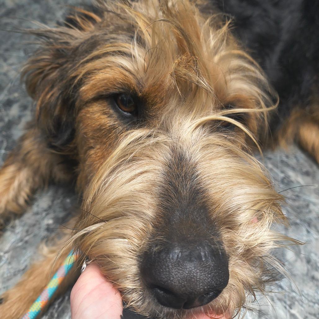 Lady, Adoptable, Young Female Airedale Terrier.
