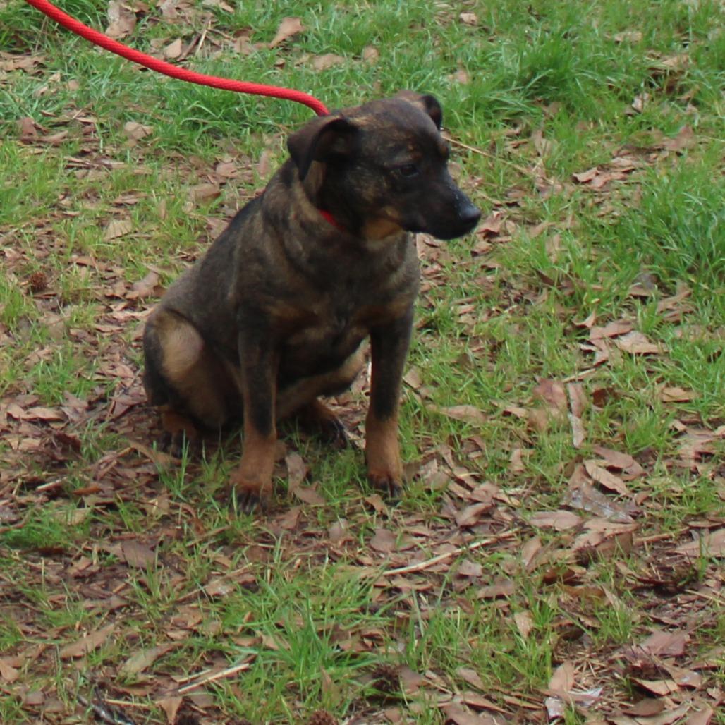 Alexa, a Adoptable Mixed Breed in Valley, AL image 1/6