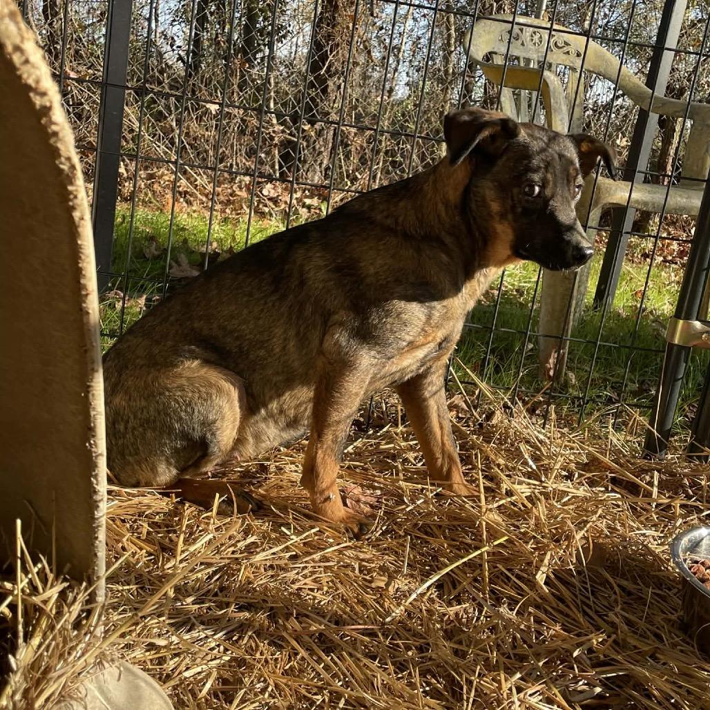 Alexa, a Adoptable Mixed Breed in Valley, AL image 2/6