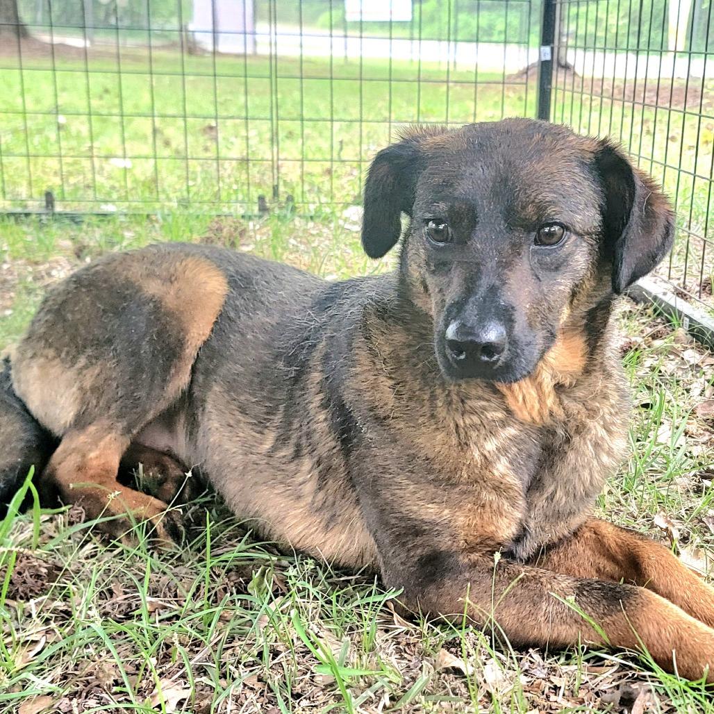 Alexa, a Adoptable Mixed Breed in Valley, AL image 3/6