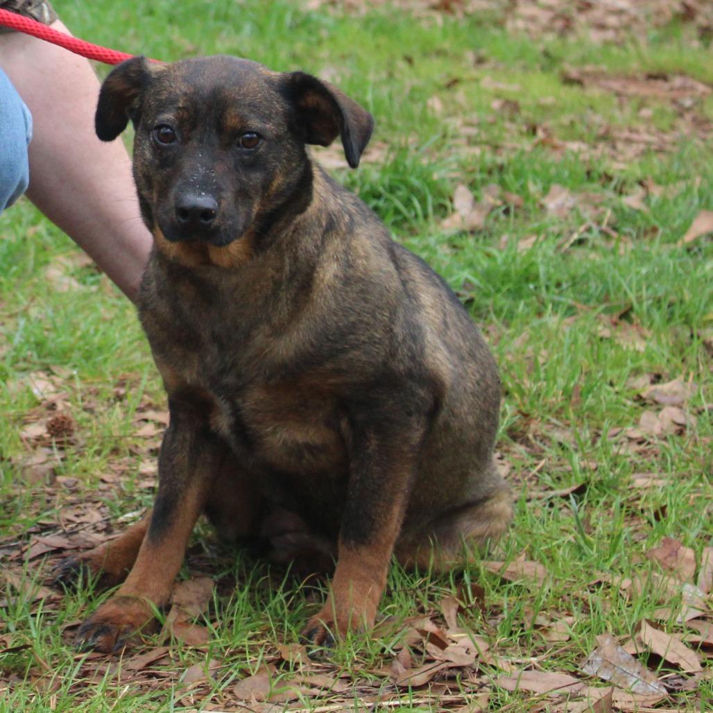 Alexa, a Adoptable Mixed Breed in Valley, AL image 4/6