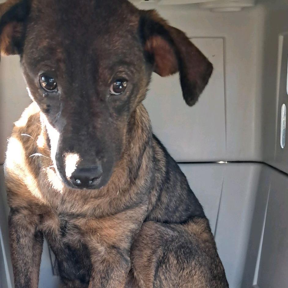 Alexa, a Adoptable Mixed Breed in Valley, AL image 5/6