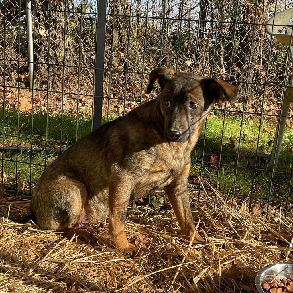 Alexa, a Adoptable Mixed Breed in Valley, AL image 6/6