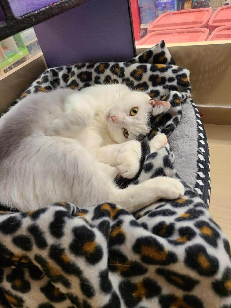 Joelle, Adoptable, Adult Female Turkish Van & Domestic Short Hair.