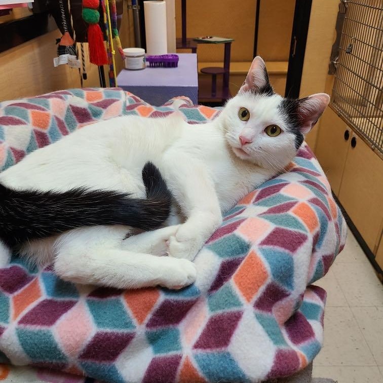 Joelle, a Adoptable mixed breed in Queen Creek, AZ image 3/6