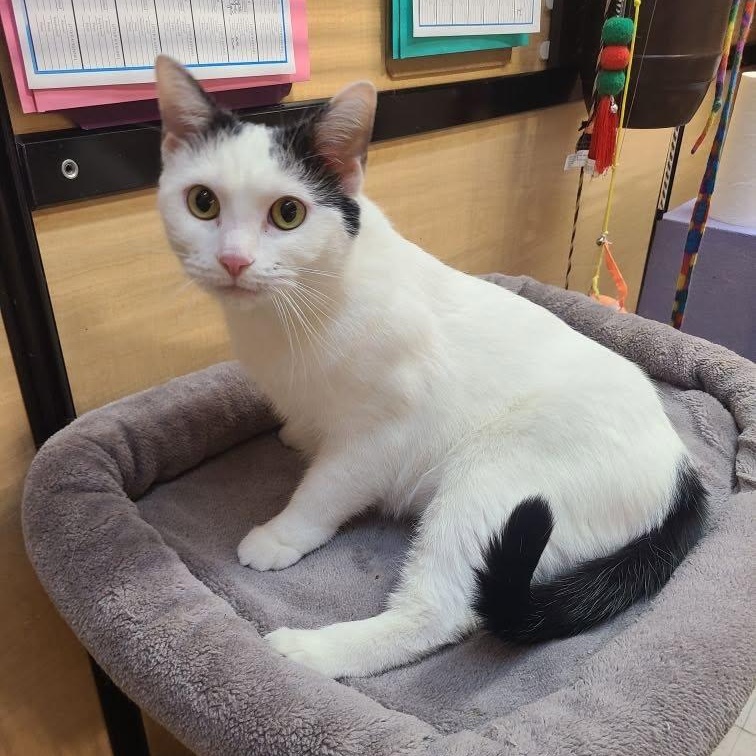 Joelle, a Adoptable mixed breed in Queen Creek, AZ image 6/6