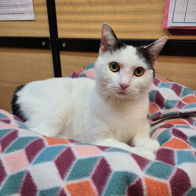 Joelle, a Adoptable mixed breed in Queen Creek, AZ image 2/6