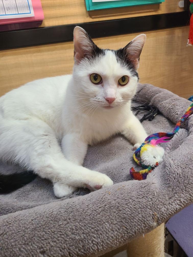 Joelle, a Adoptable mixed breed in Queen Creek, AZ image 5/6