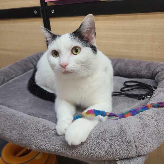 Joelle, a Adoptable mixed breed in Queen Creek, AZ image 4/6