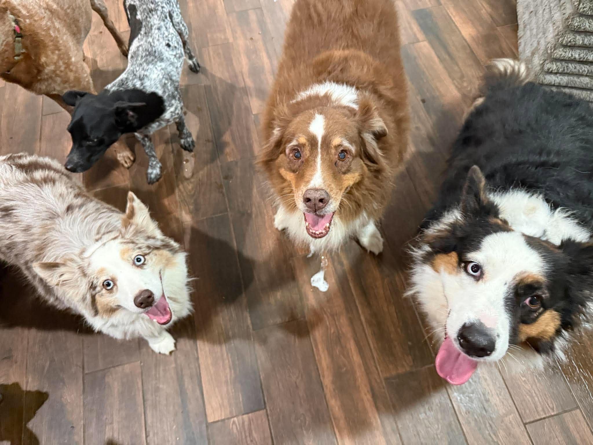 Enlarge Sailor, a Adoptable Australian Shepherd in Buffalo, NY image 3/5
