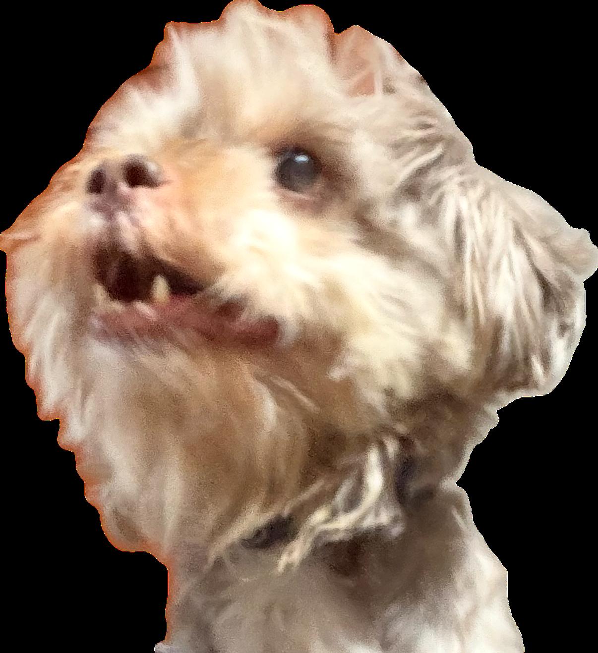Rookie, ADOPTABLE, Adult Male Shih Tzu.