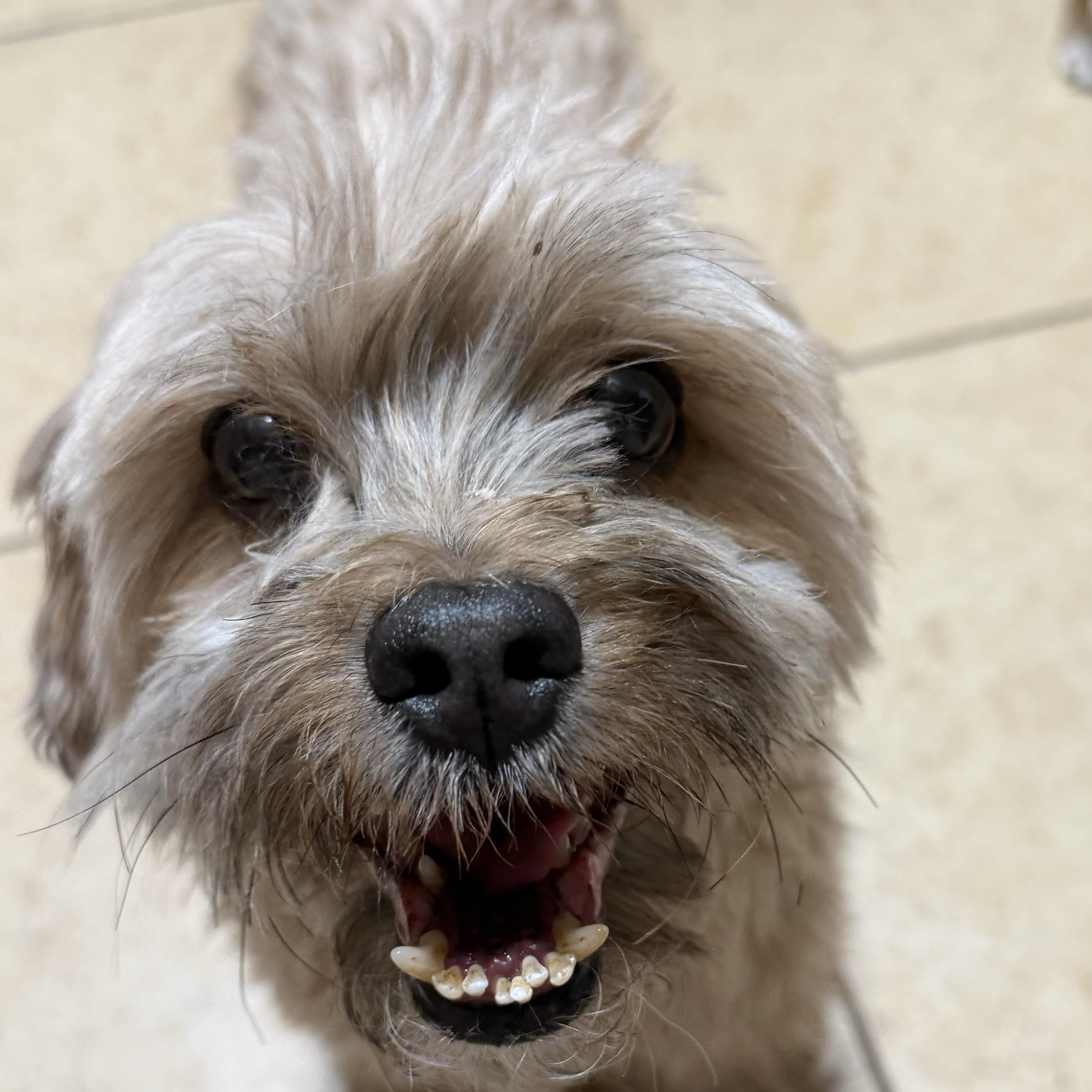 Enlarge Rookie, a ADOPTABLE Shih Tzu in Phoenix, AZ image 2/2