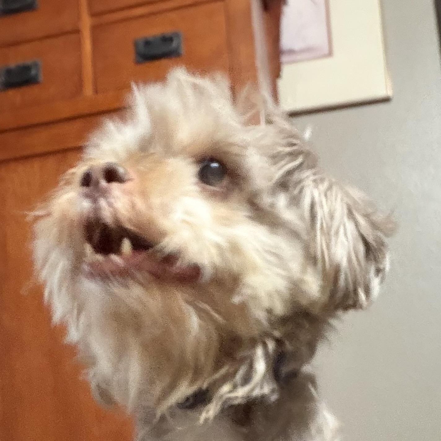 Enlarge Rookie, a Adoption Pending Shih Tzu in Phoenix, AZ image 3/3