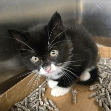 Enlarge Cupid, an adopted Domestic Short Hair in Phoenixville, PA image 1/1