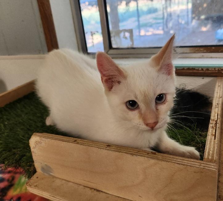 Cat 26912 (Luke Skywalker)