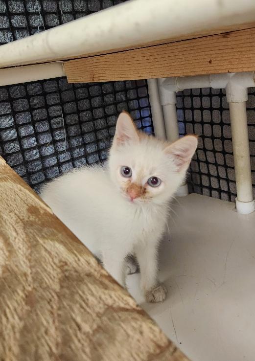 Cat 26912 (Luke Skywalker)