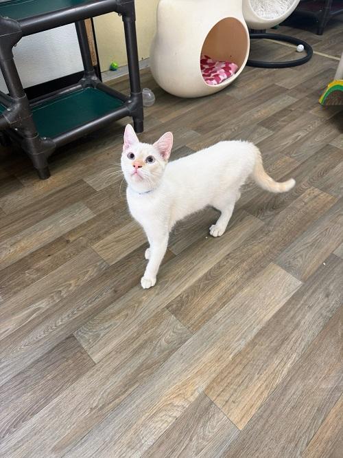 Cat 26912 (Luke Skywalker)