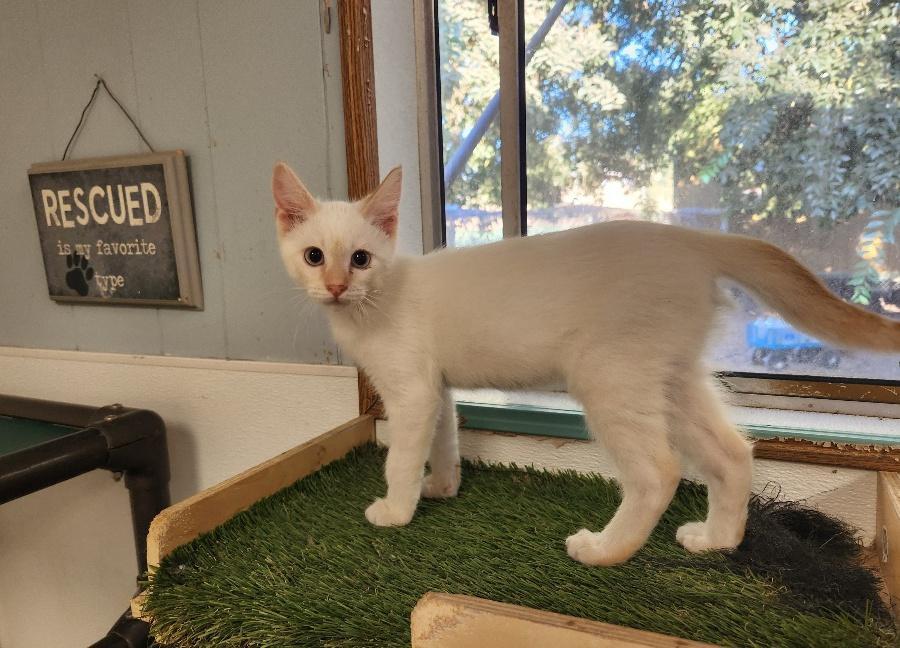 Cat 26912 (Luke Skywalker)