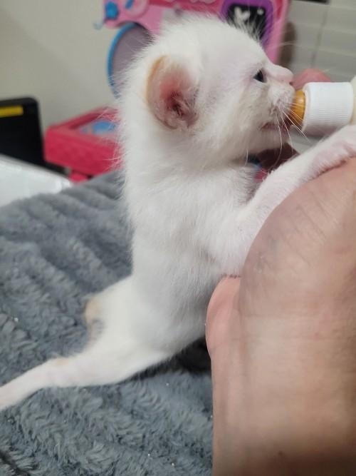 Cat 26912 (Luke Skywalker)