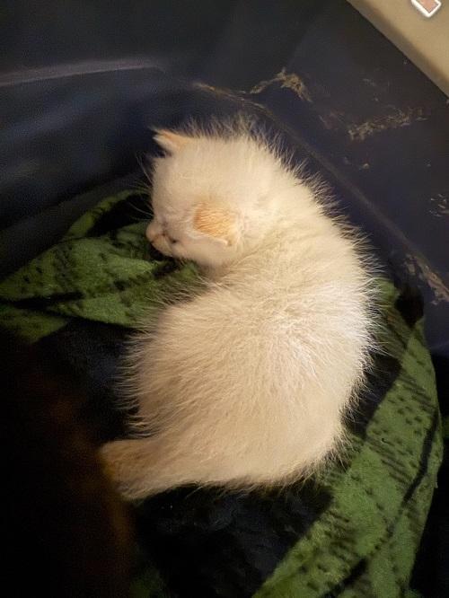 Cat 26912 (Luke Skywalker)