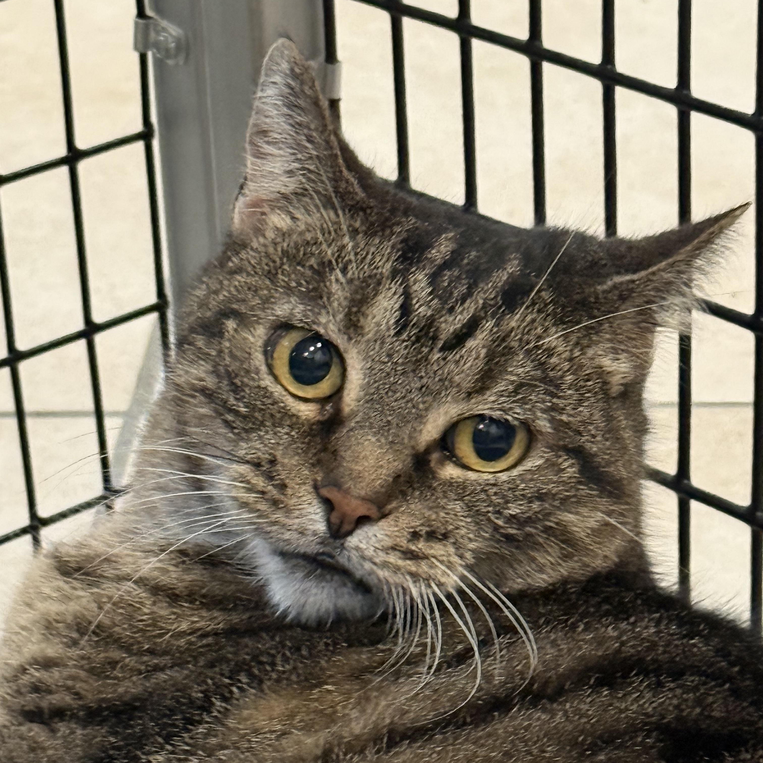 Enlarge Lucy, a ADOPTABLE mixed breed in Plymouth, MA image 1/5