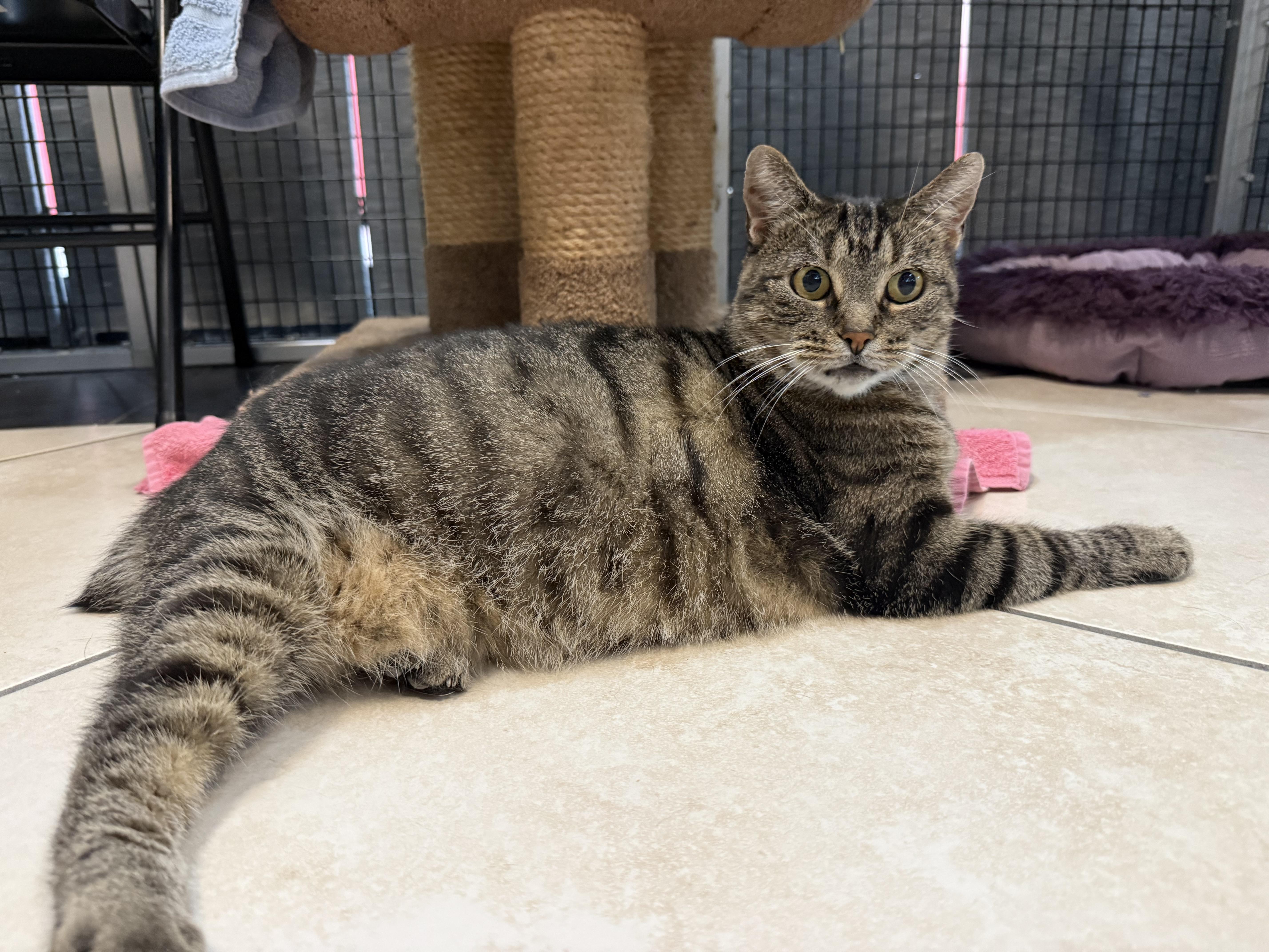 Enlarge Lucy, a ADOPTABLE mixed breed in Plymouth, MA image 2/5