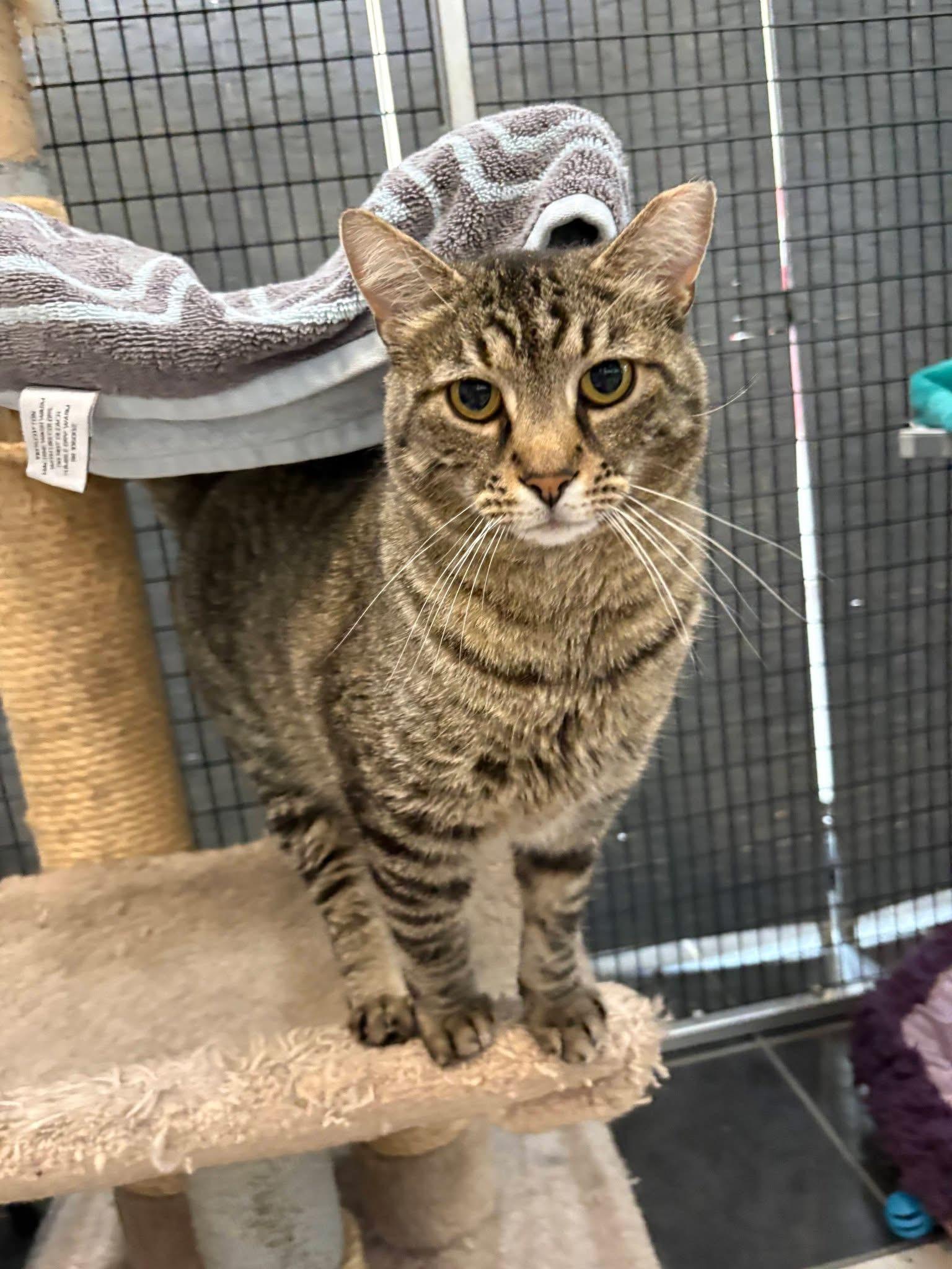 Lucy, ADOPTABLE, Young Female Domestic Short Hair.