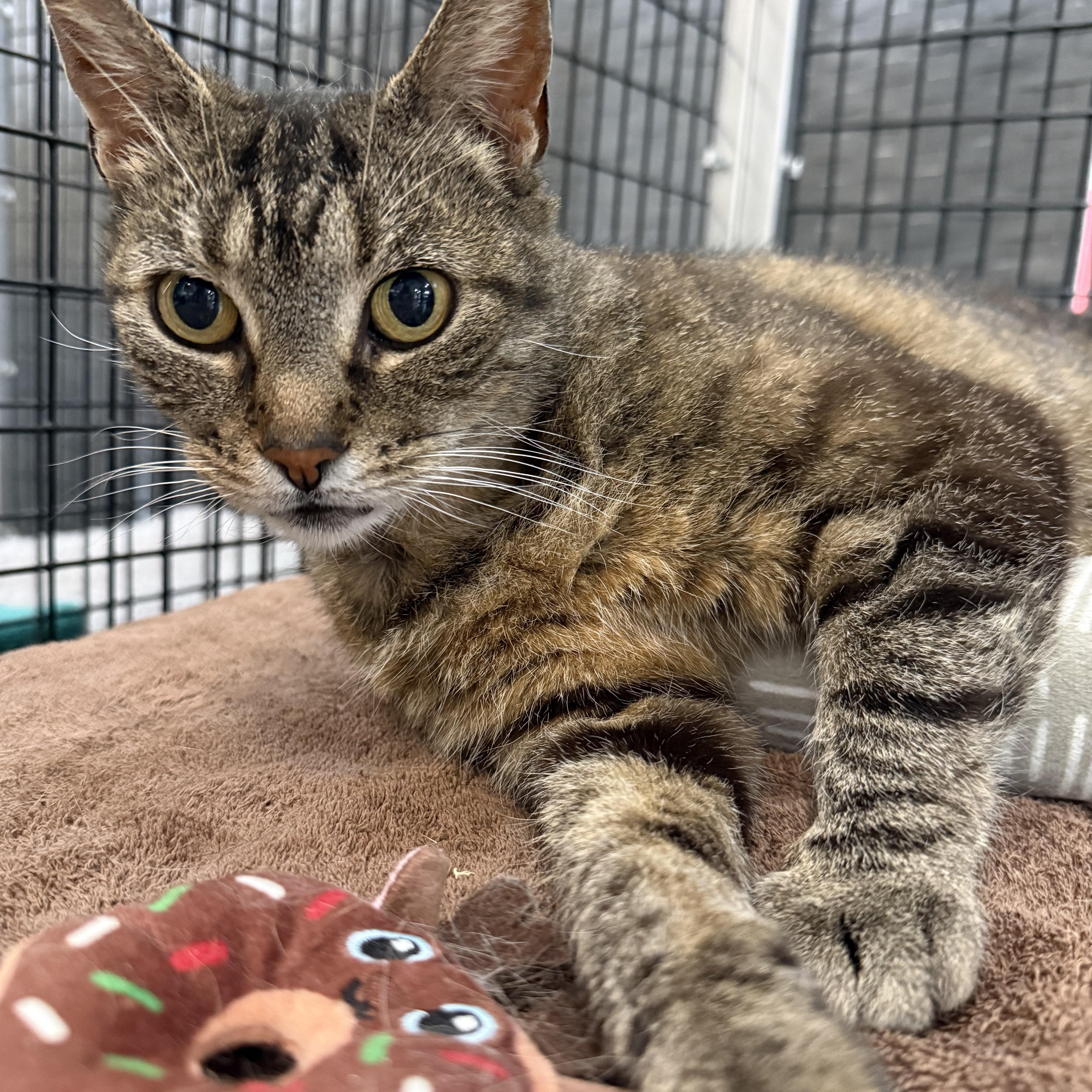 Enlarge Lucy, a ADOPTABLE mixed breed in Plymouth, MA image 1/1