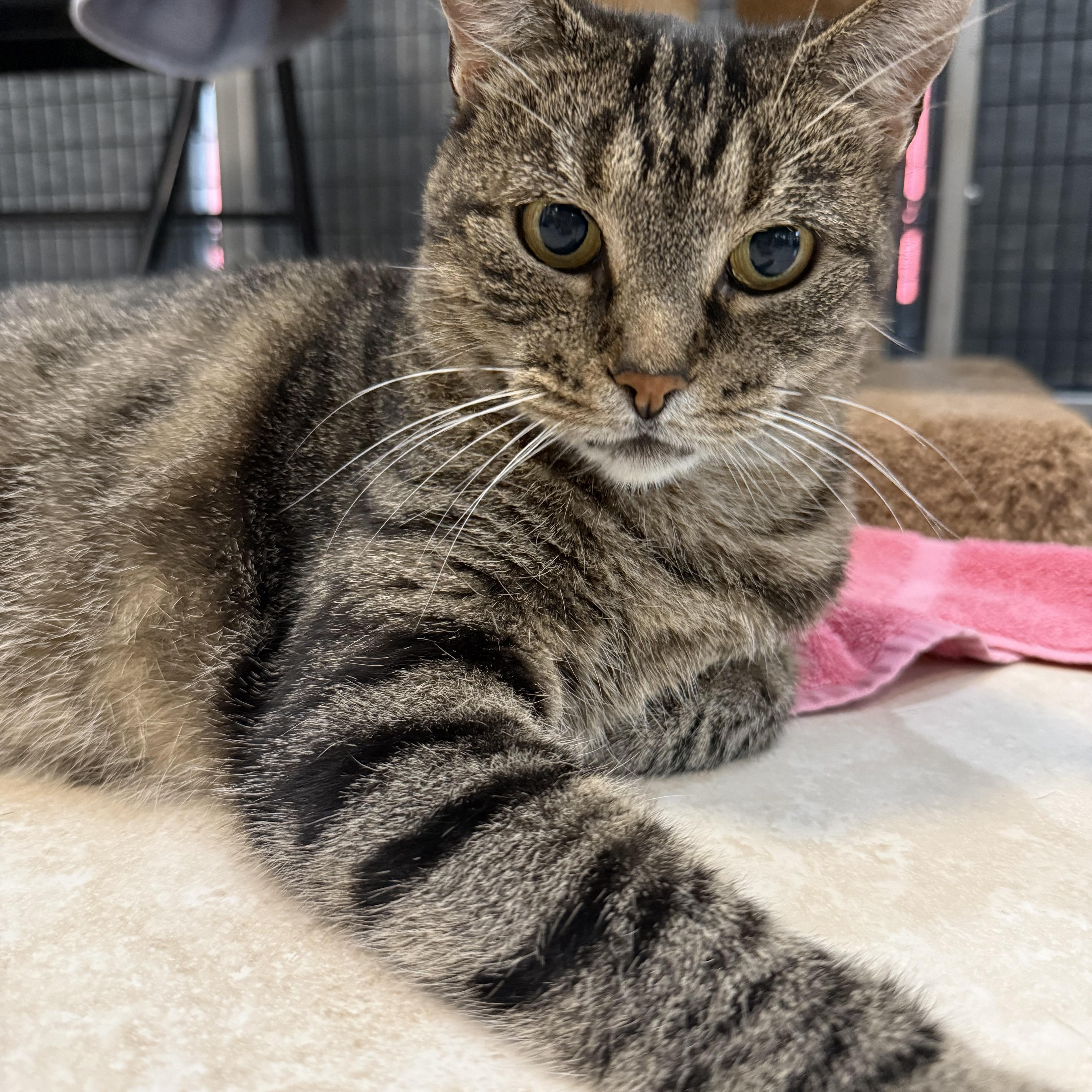 Enlarge Lucy, a ADOPTABLE mixed breed in Plymouth, MA image 5/5