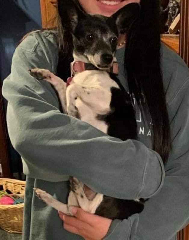 Ginger, Adopted, Young Female Chihuahua.