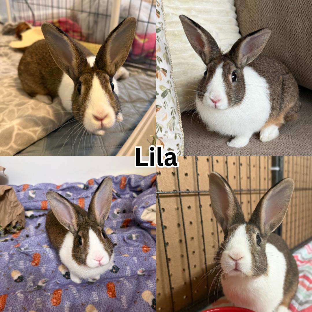 Enlarge Lila, a ADOPTABLE Dwarf in Modesto, CA image 1/1