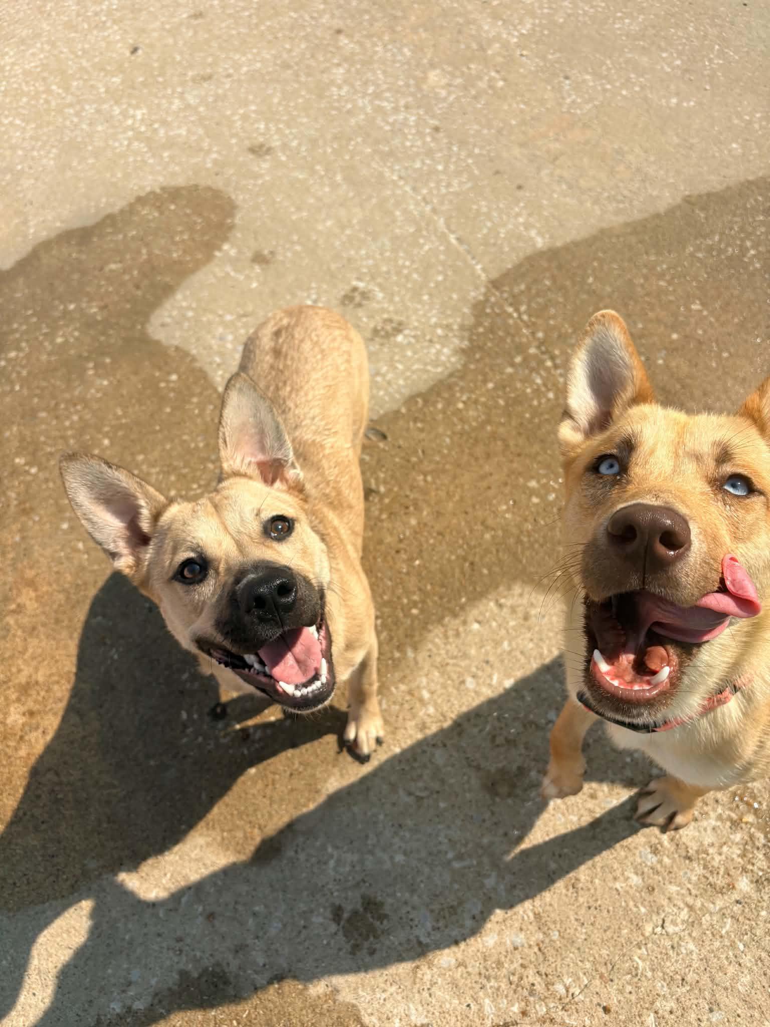 Crawfish, Adoptable, Young Female German Shepherd Dog.