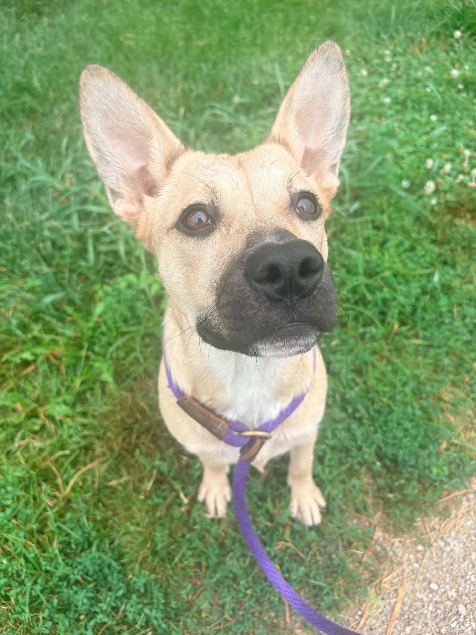 Crawfish, a Adoptable mixed breed in Kansas City, MO image 3/4