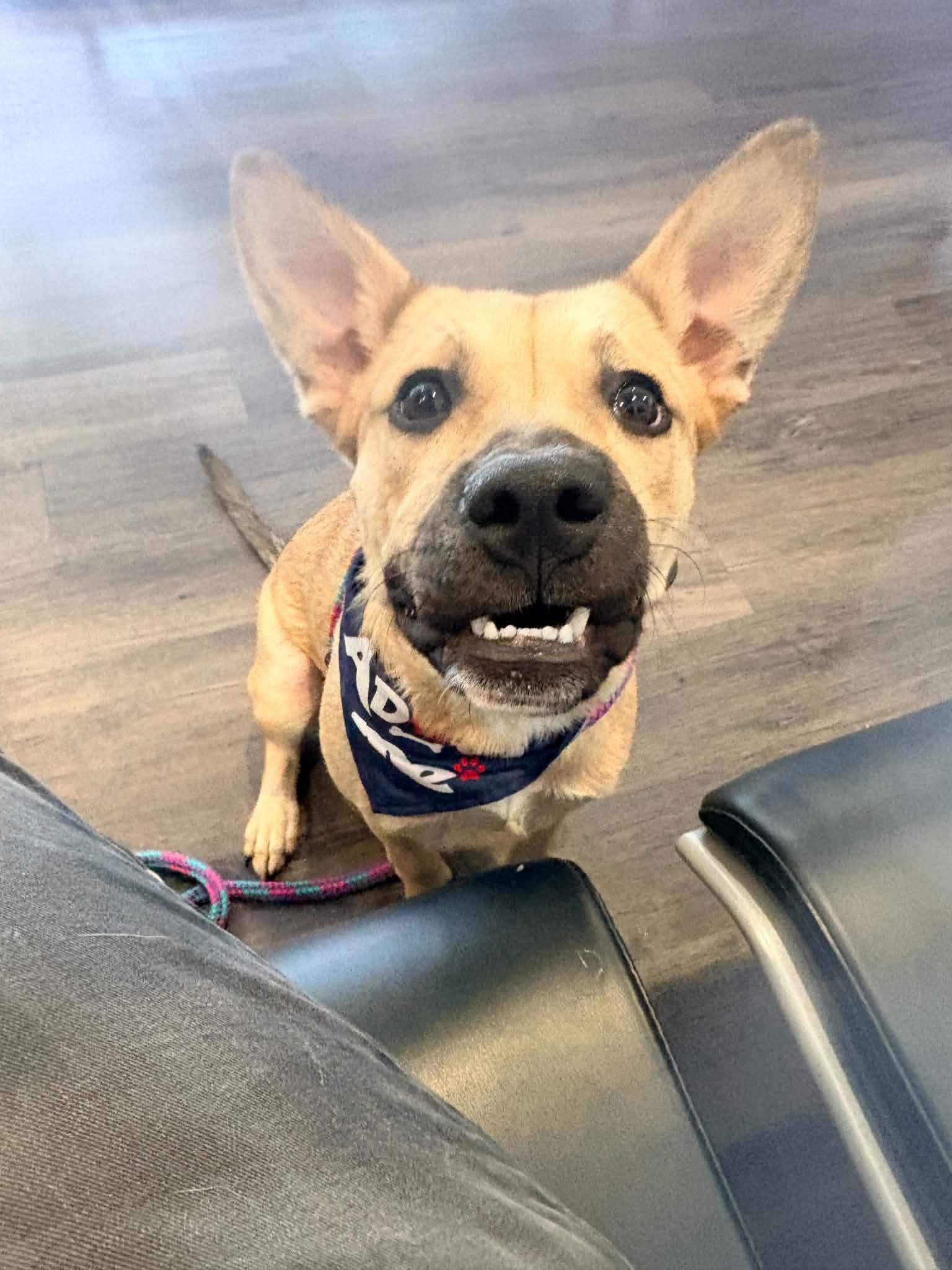 Crawfish, a Adoptable mixed breed in Kansas City, MO image 4/4