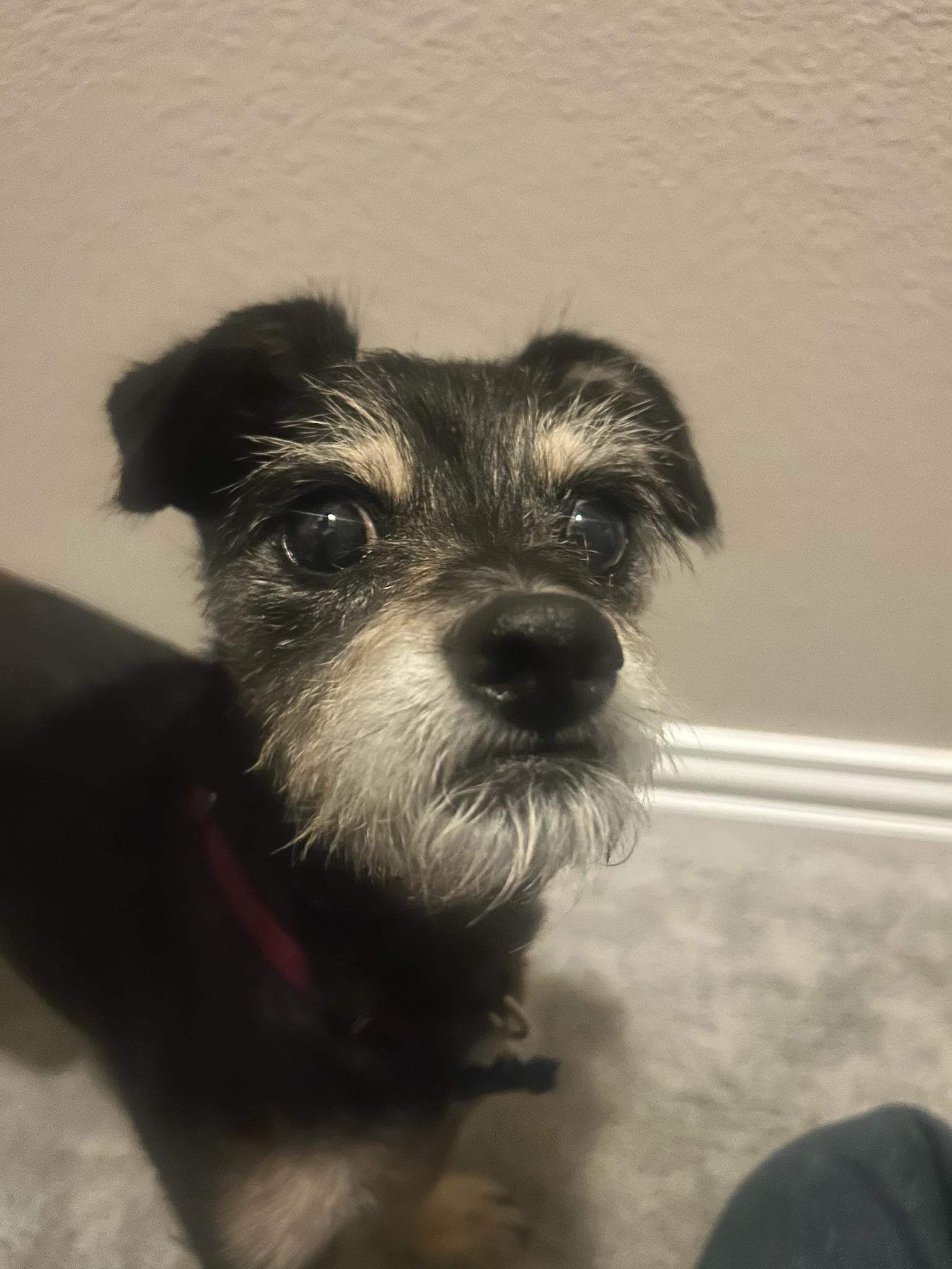Enlarge Rico, a Adoptable mixed breed in Garland, TX image 5/5