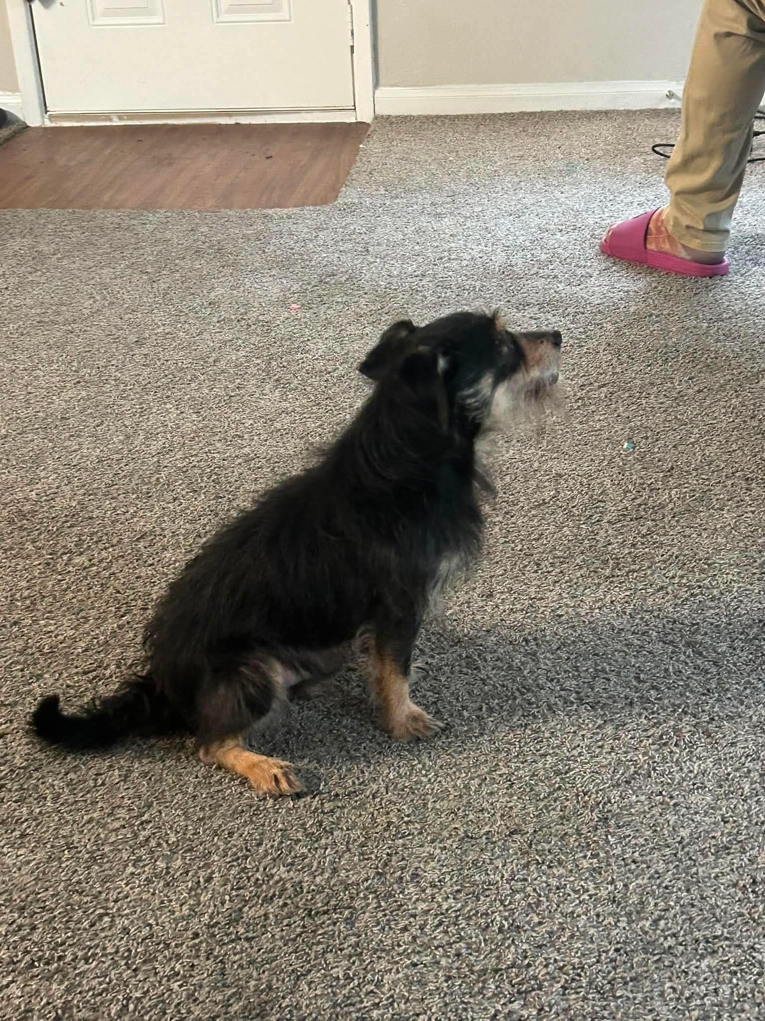 Rico, ADOPTABLE, Senior Male Schnauzer & Chihuahua.
