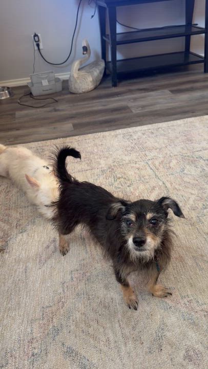 Enlarge Rico, a ADOPTABLE mixed breed in Garland, TX video 4/4