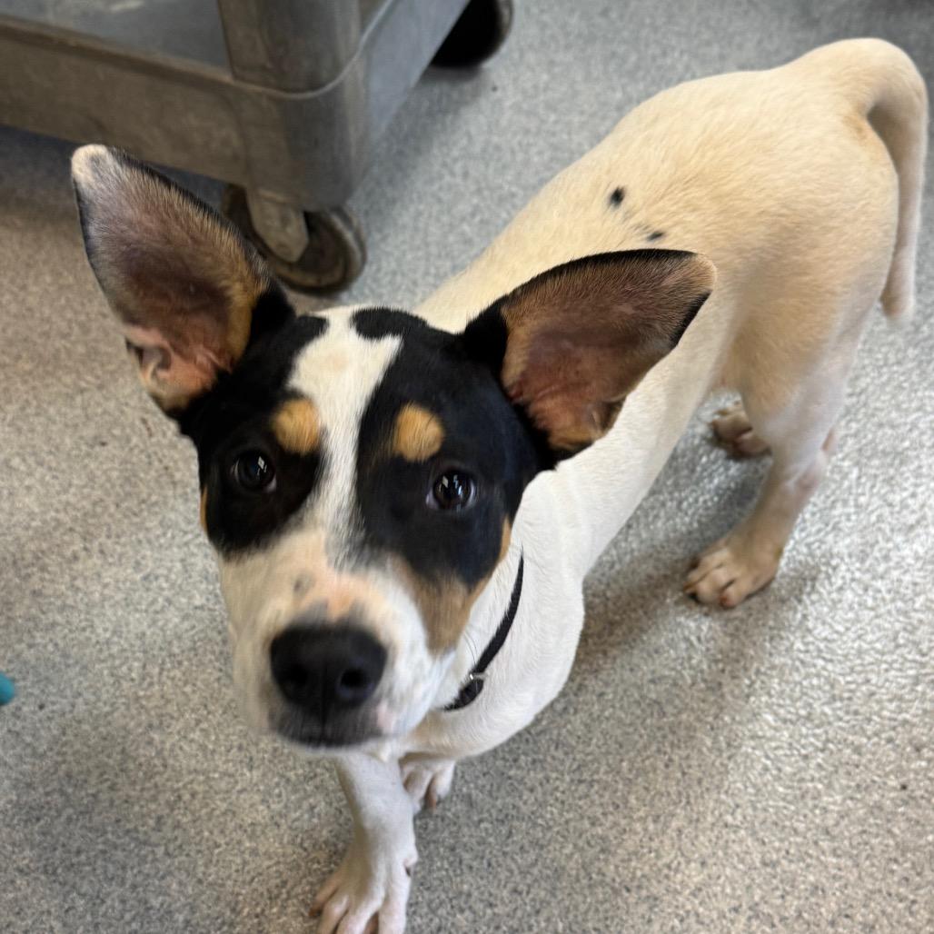 Noble, Adoptable, Puppy Male Mixed Breed.