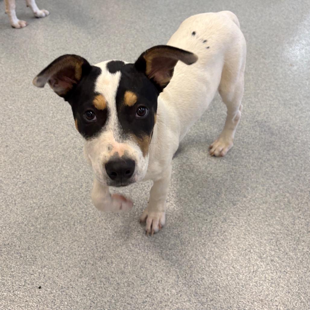Enlarge Noble, a Adoptable Mixed Breed in Wheeling, IL image 2/6