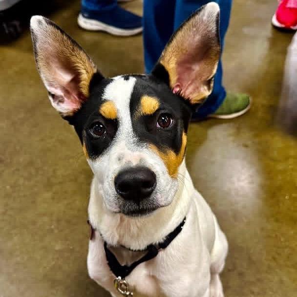 Enlarge Noble, a Adoptable Mixed Breed in Wheeling, IL image 3/6