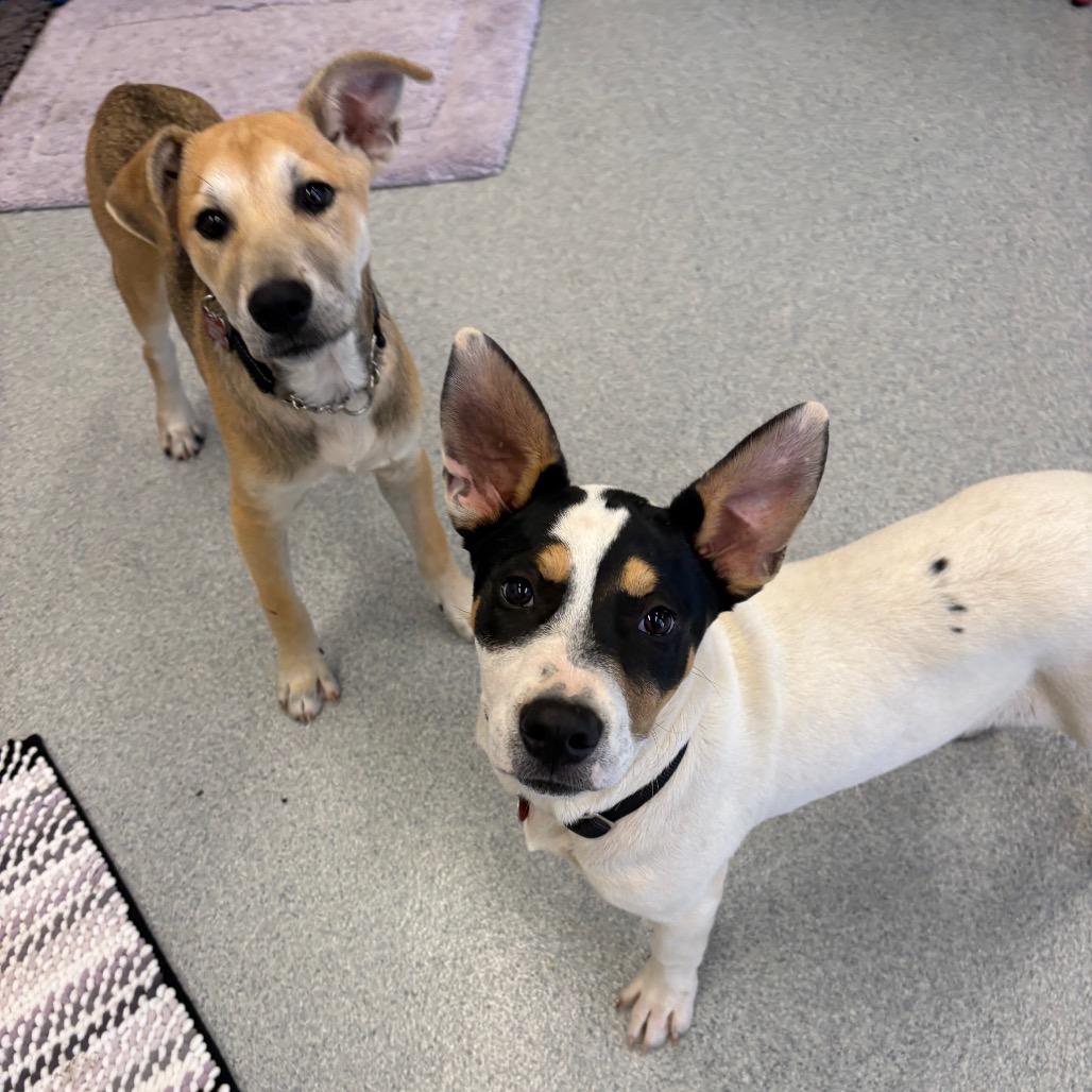 Enlarge Noble, a Adoptable Mixed Breed in Wheeling, IL image 4/6