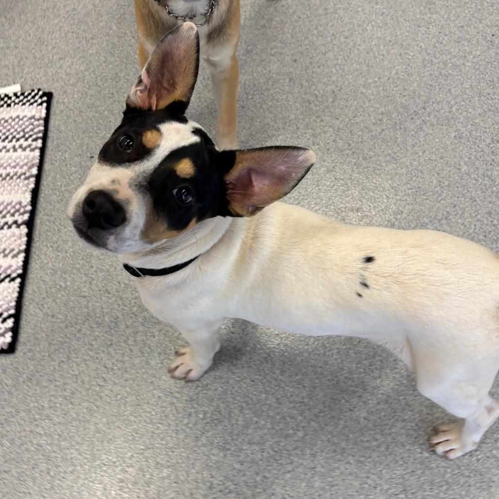 Enlarge Noble, a Adoptable Mixed Breed in Wheeling, IL image 5/6