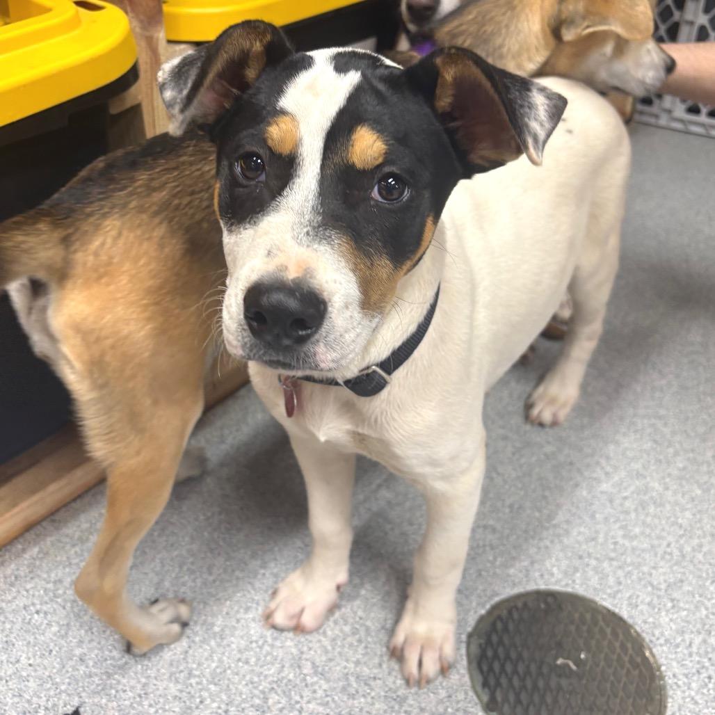 Enlarge Noble, a Adoptable Mixed Breed in Wheeling, IL image 6/6