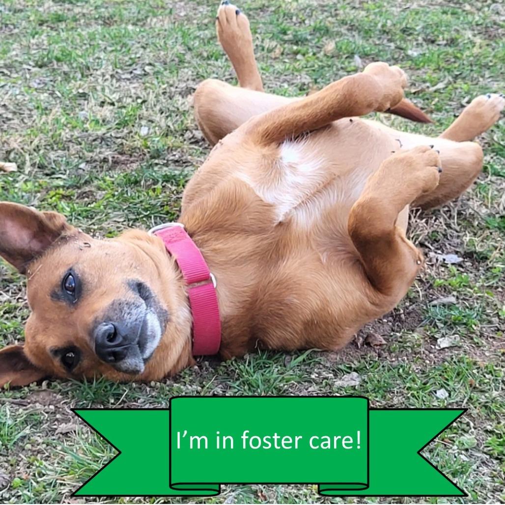 Fudgy, Adoptable, Adult Female Cattle Dog.