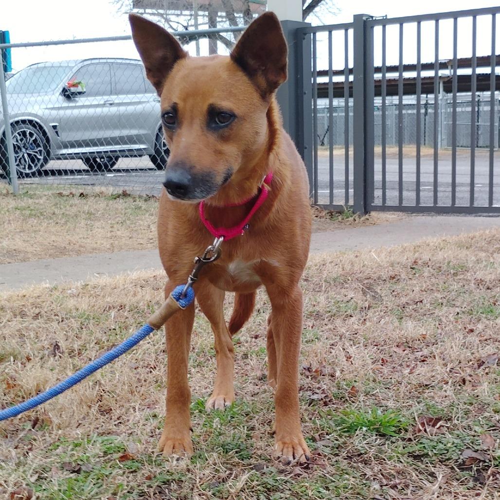 Fudgy, Adoptable, Adult Female Cattle Dog.