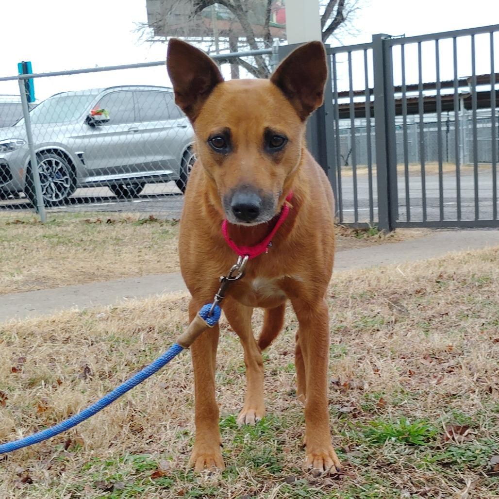 Enlarge Fudgy, a Adoptable Cattle Dog in Tulsa, OK image 2/6