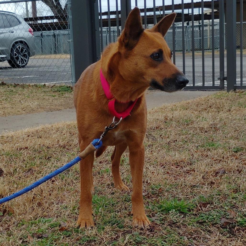 Enlarge Fudgy, a Adoptable Cattle Dog in Tulsa, OK image 3/6