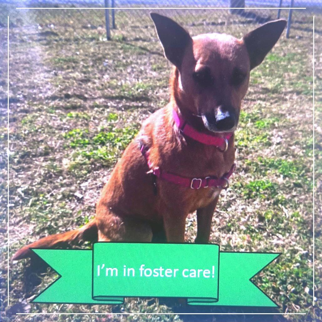 Enlarge Fudgy, a Adoptable Cattle Dog in Tulsa, OK image 4/6