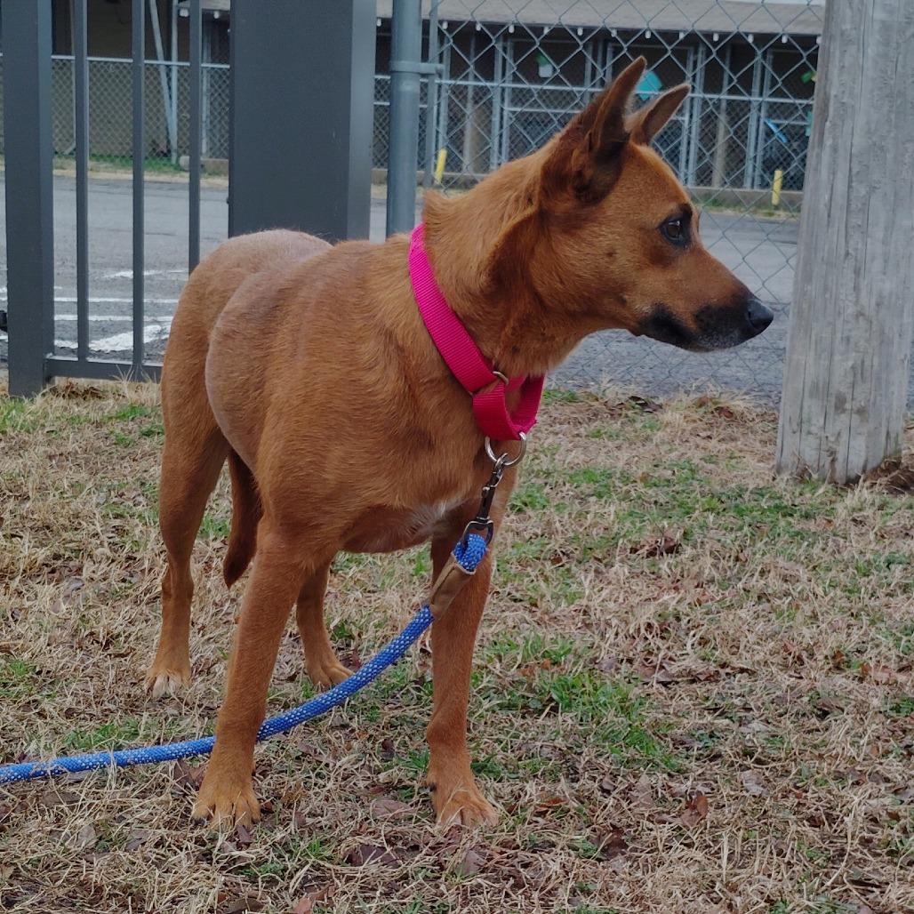 Enlarge Fudgy, a Adoptable Cattle Dog in Tulsa, OK image 5/6