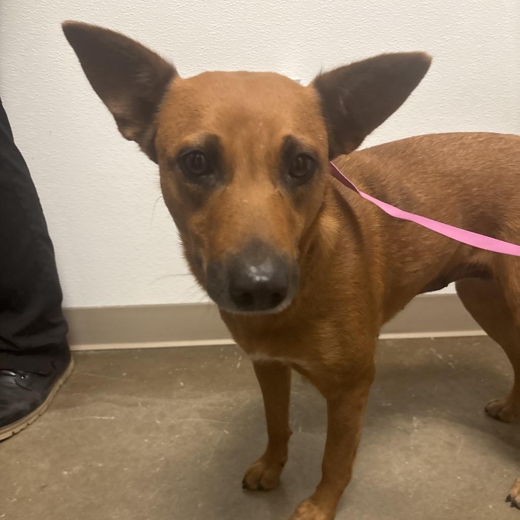 Enlarge Fudgy, a Adoptable Cattle Dog in Tulsa, OK image 6/6